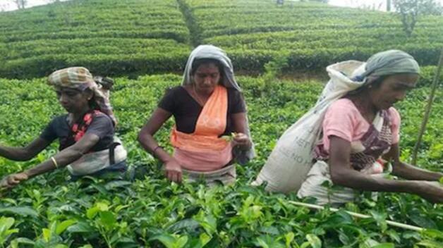 斯里兰卡的有机农业指令导致粮食短缺和经济紧急情况