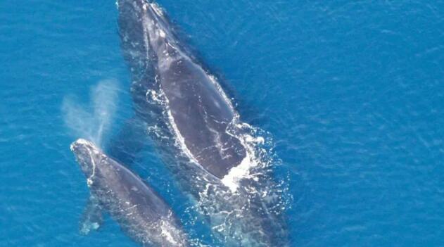 新的自主方法精确检测濒临灭绝的鲸鱼发声