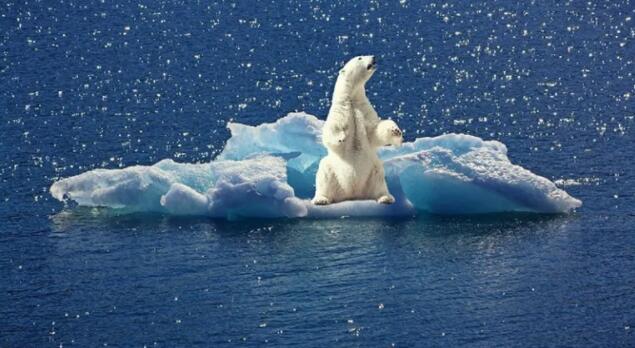 受气候变化重创的极地物种