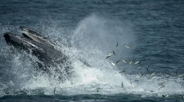 纽约水域可能是大型鲸鱼重要的额外觅食区