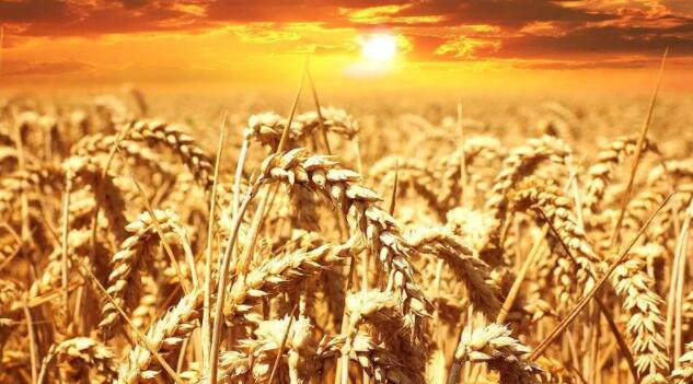 氮高效小麦可以以更少的温室气体排放提供更多的食物