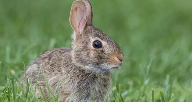 兔子如何帮助稀有物种恢复独特的栖息地