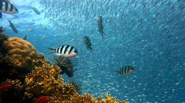 失去挑食鱼类威胁珊瑚礁食物网