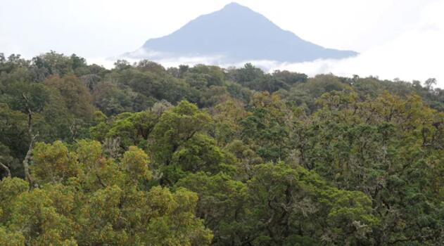 非洲山区的热带森林储存的碳比以前想象的要多 但消失得很快