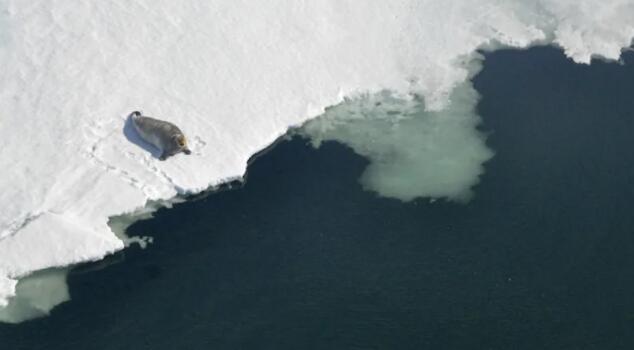 气候变化威胁到阿拉斯加土著人的海豹捕猎