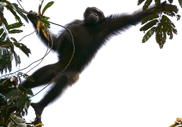 了解黑猩猩未来的栖息地需求 回顾过去