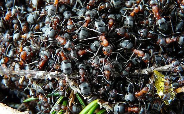 遗传多样性的优势:更多样化的蚁群会产生更多的后代