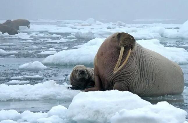 雌性和幼年海象依靠消失的北极海冰作为食物来源