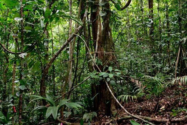 与自然干扰和气候变化相关的古老热带森林中藤本植物的显着增加