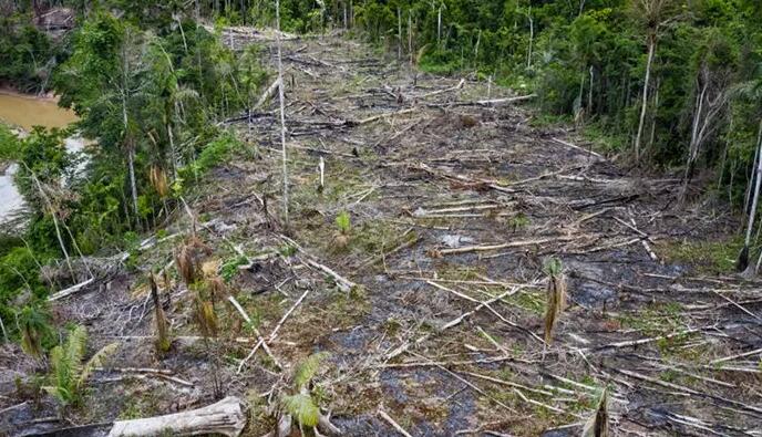 在巴西亚马逊，热带草原化和气候变化使1200万人面临致命的热应激