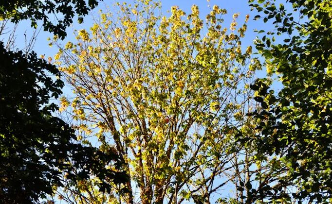 大叶枫树的衰退与华盛顿州更热更干燥的夏天有关