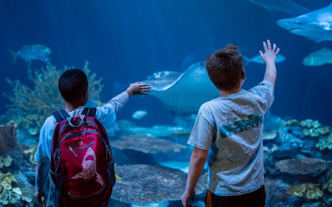 水族馆药材消失的案例