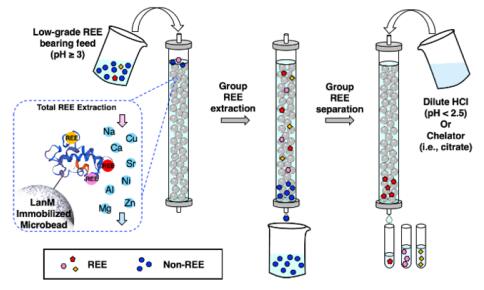 从低品位来源中提取和分离稀土元素的新方法使用细菌蛋白质