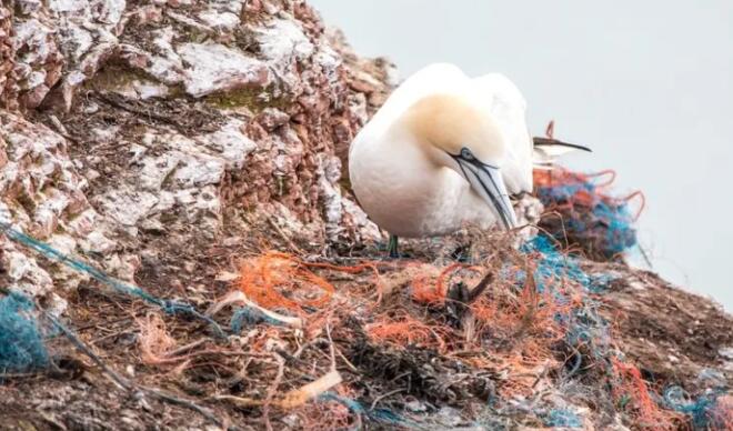 在世界各地的海鸟中发现塑料遗产的未知后果