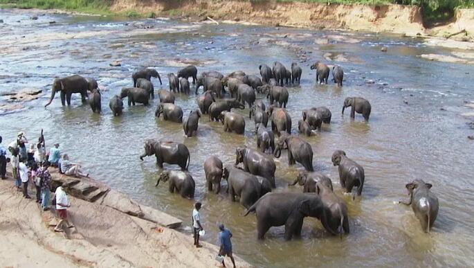斯里兰卡：新的动物保护法能否拯救动物免受旅游业的剥削