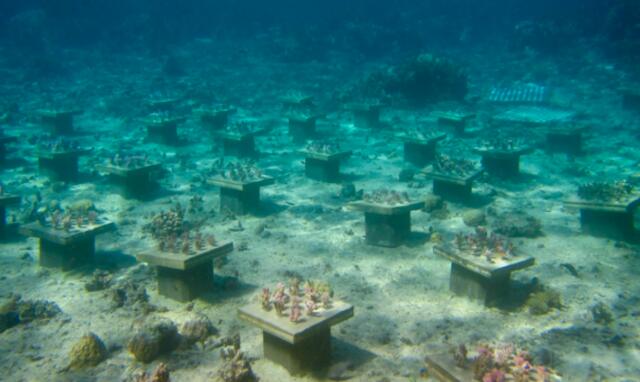 水下花园促进珊瑚多样性以避免“生物多样性崩溃”