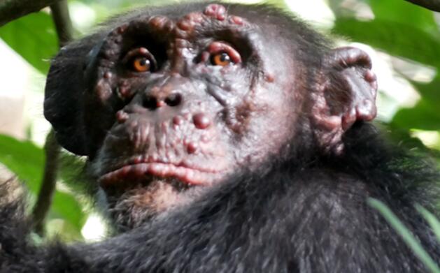 野生黑猩猩患麻风病