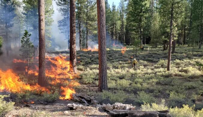 使干旱森林适应新的火灾制度的路线图