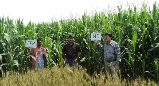 以农场为中心的研究侧重于尼泊尔小农谷物系统的产量变异性