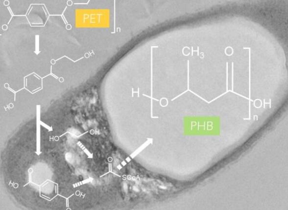 细菌如何帮助解决塑料污染危机