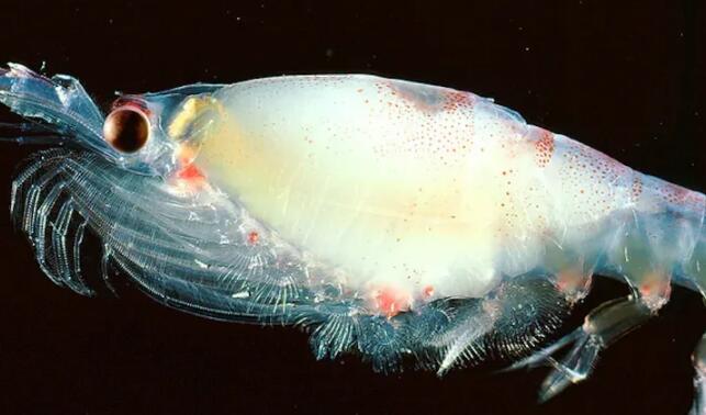 气候条件的变化影响南极磷虾的繁殖成功