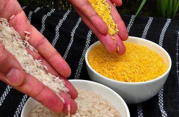 黄金大米获准在菲律宾商业化繁殖
