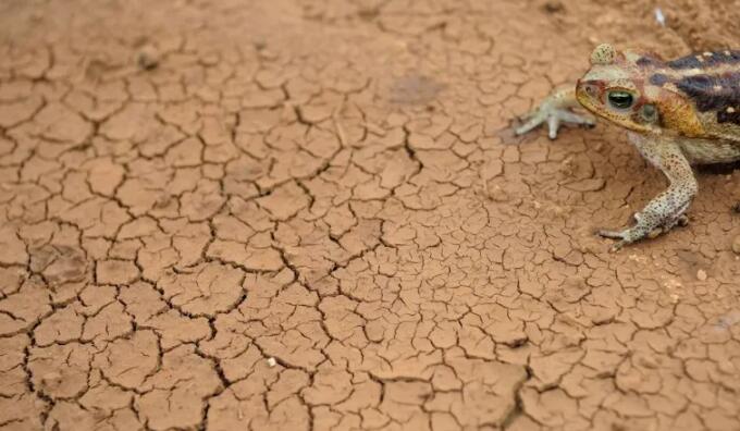 到本世纪末南美洲的干旱可能会加剧