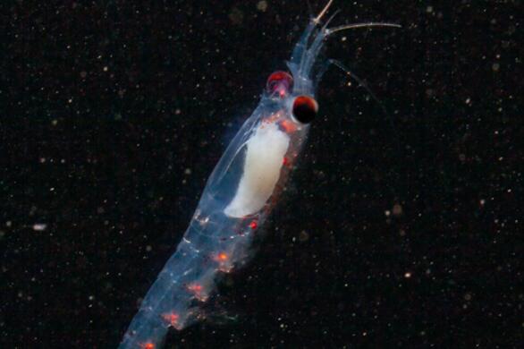 北极磷虾利用暮光引导它们度过极地冬季的日常节奏