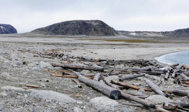 古老的漂流木追踪了500年的北极变暖和海冰