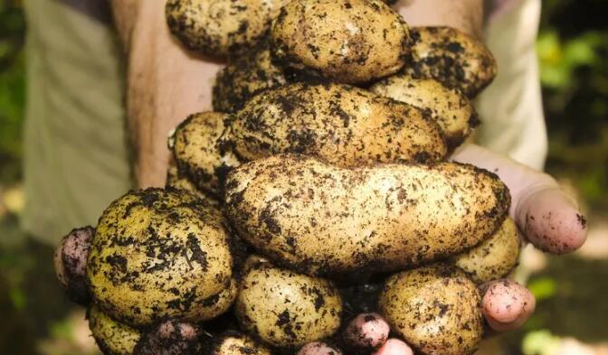 RNA突破创造了可以多种植50%的土豆和大米的作物