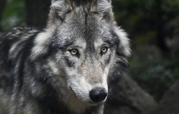 DNA 检测有助于识别和保护北美狼与土狼