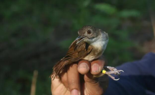 东南亚鸟类的快速多样化提供了对进化的新见解