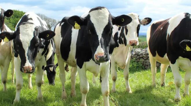 专家挑战当前对过渡奶牛健康的理解