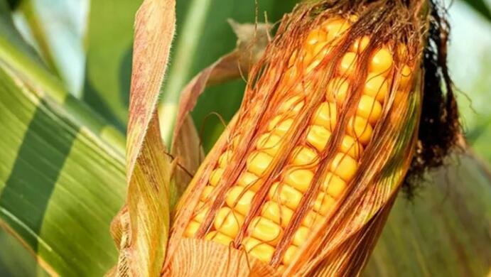 美国玉米和大豆不适应气候变化