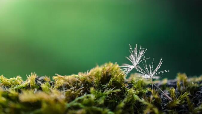 陆地植物的到来改变了地球的气候控制系统