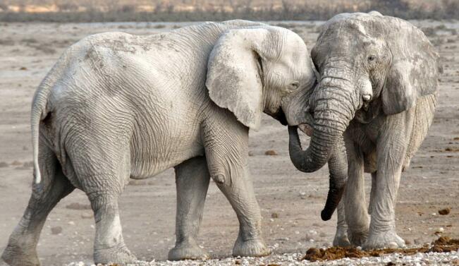 象牙偷猎导致无牙非洲象快速进化