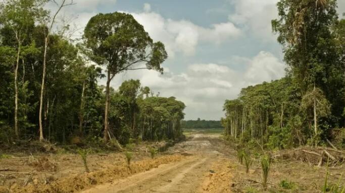 绿色和平组织:数百家棕榈油公司在印度尼西亚森林非法经营