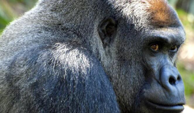 当前局势可能对火山国家公园的野生山地大猩猩构成威胁