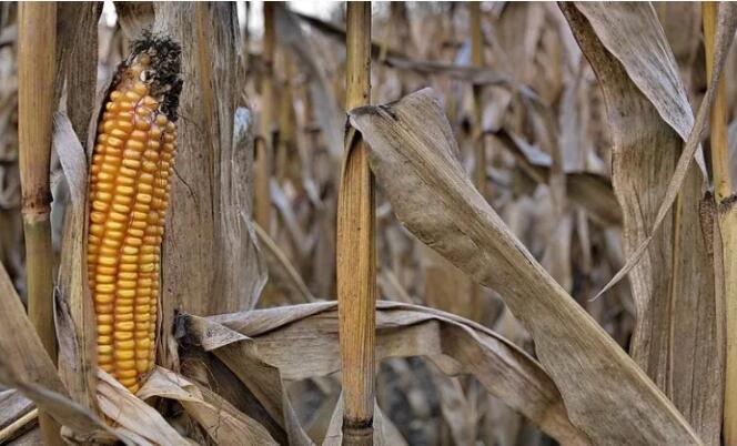 气候变化如何影响美国玉米种植带的降雨