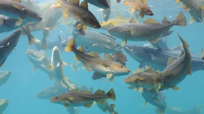 未来鳕鱼种群可能会减少