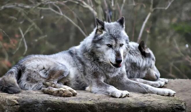 狩猎和隐藏的死亡导致威斯康星狼数量减少30%