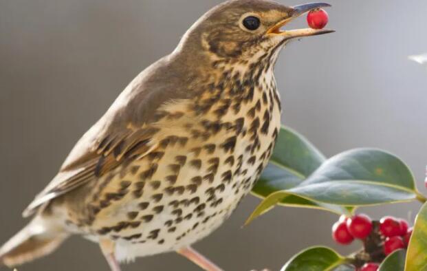 鸟类迁徙使植物朝着错误的方向应对气候变化