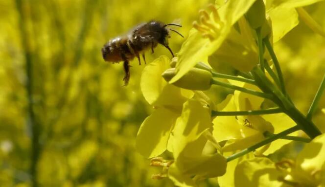 野生蜜蜂需要多样化的农业景观