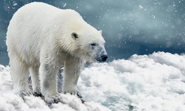 北极熊饮食可能表明气候变化导致猎物分布发生变化