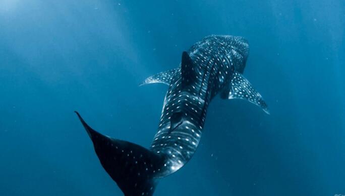 巴拿马鲸鲨的祖先可能来自遥远的水域
