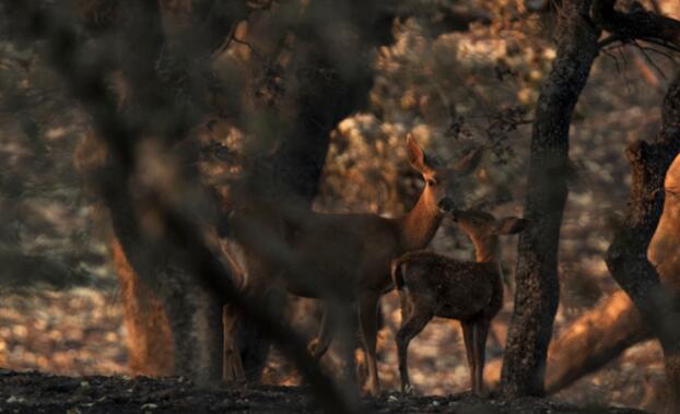 加州发生第三大野火，树木仍在冒烟时鹿回家了