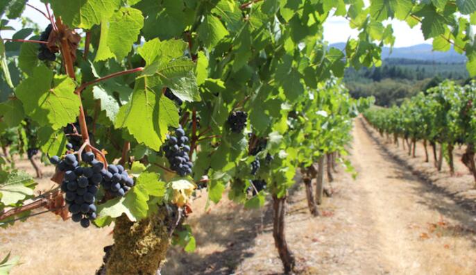 俄勒冈州研究烟雾对葡萄和葡萄酒的影响