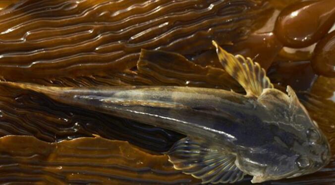 莫罗湾海草流失导致鱼类种群发生变化