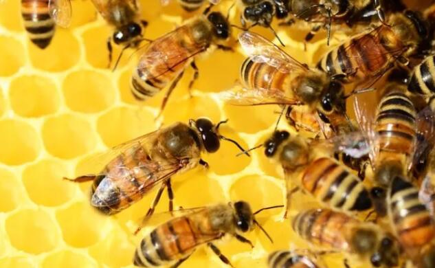 蜜蜂使用社交距离来保护自己免受寄生虫侵害