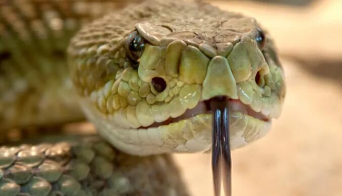 响尾蛇可能喜欢气候变化